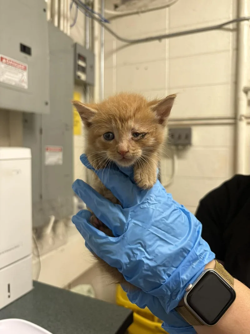 A baby medium-sized male Orange / Red Domestic Short Hair cat named Goose for adoption in Fruit Heights, UT