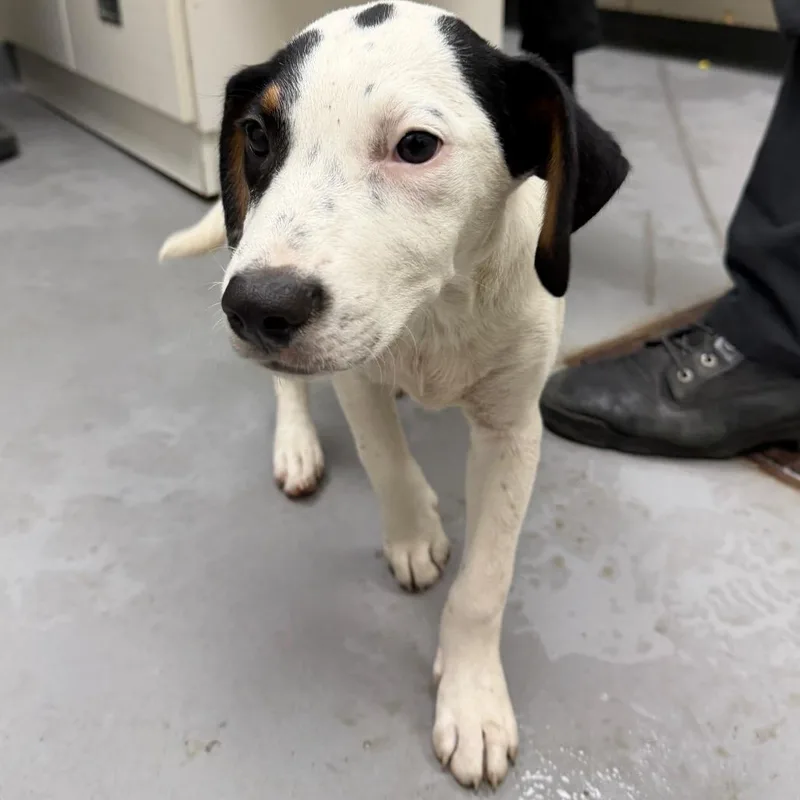 A young small-sized male White / Cream Mixed Breed dog named StraythStreet for adoption in Columbus, GA