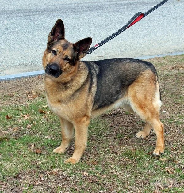 An adult large-sized female German Shepherd Dog dog named Heidi for adoption in Mansfield, MA