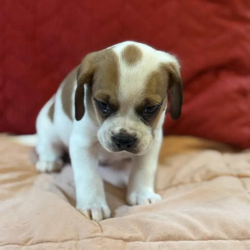A baby small-sized male Black Mixed Breed dog named Sweet Bones for adoption in Chantilly, VA