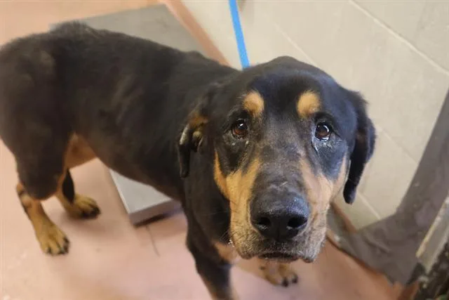 An adult large-sized male Mixed Breed dog named Titan for adoption in Columbia, SC