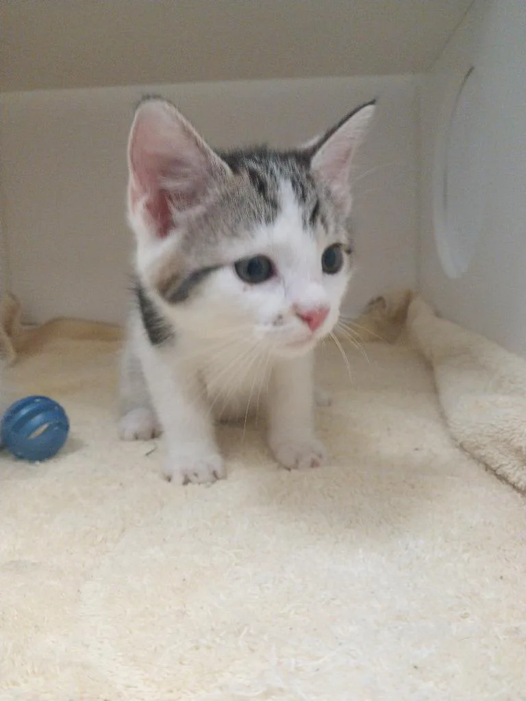 A baby small-sized female Domestic Medium Hair cat named Kenna for adoption in Oxford, NC