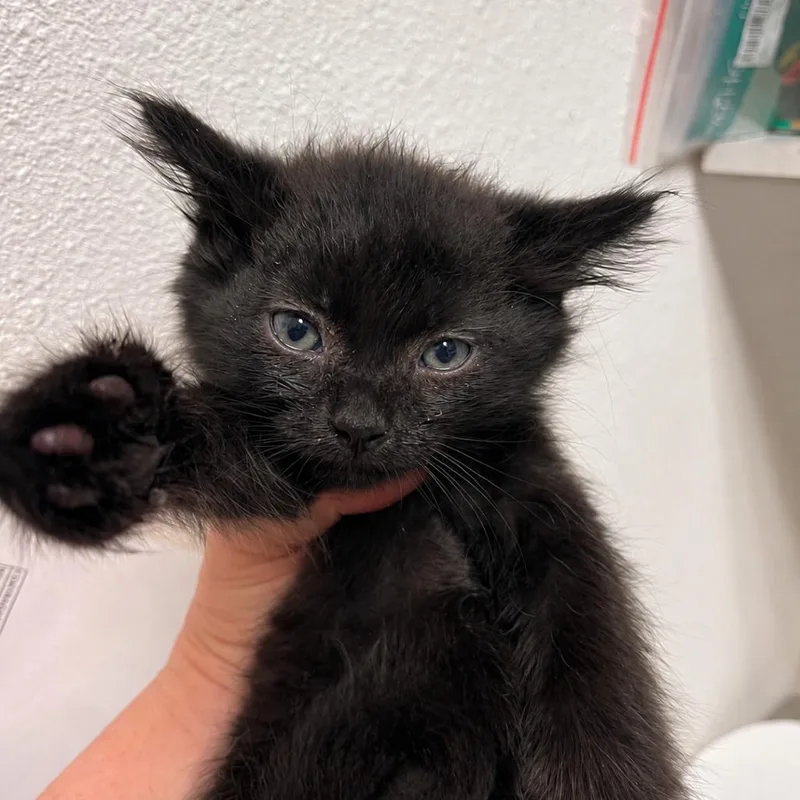 A baby small-sized male Black Domestic Medium Hair cat named Mushroom for adoption in Incline Village, NV