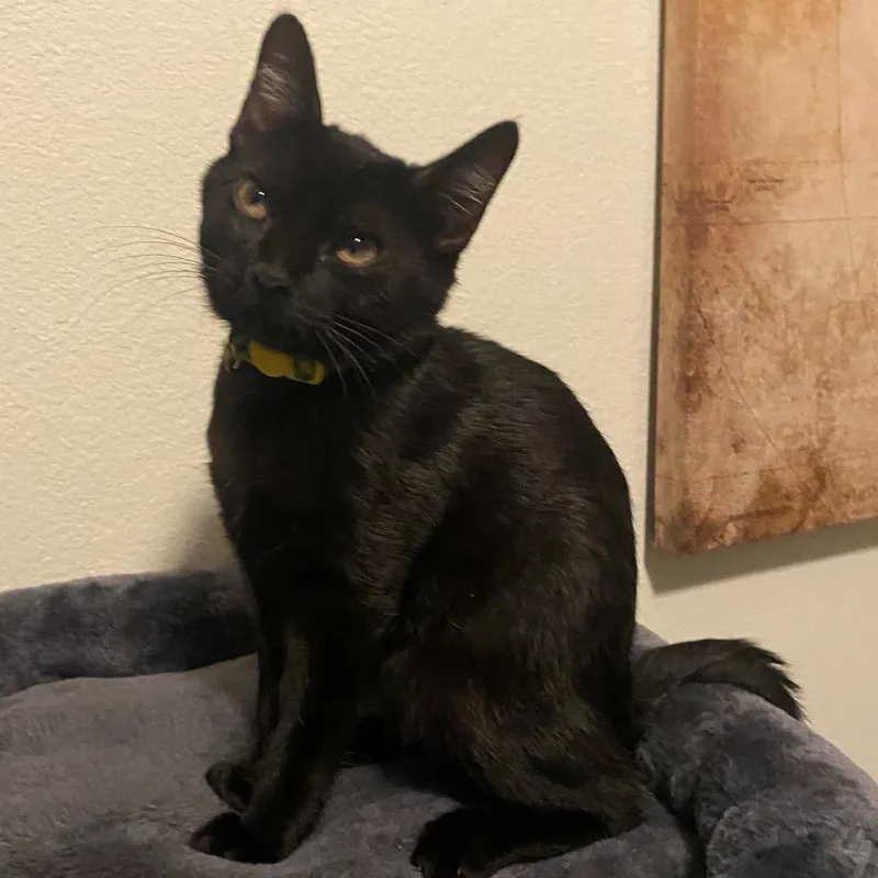 A baby small-sized female Domestic Short Hair cat named Shadow for adoption in Chino Hills, CA