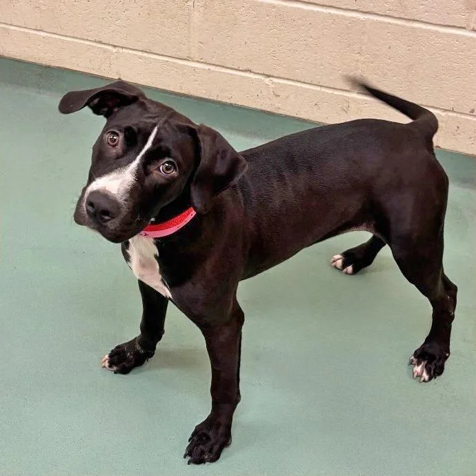 A young medium-sized female Black Pit Bull Terrier dog named T Ginger for adoption in Port Washington, NY