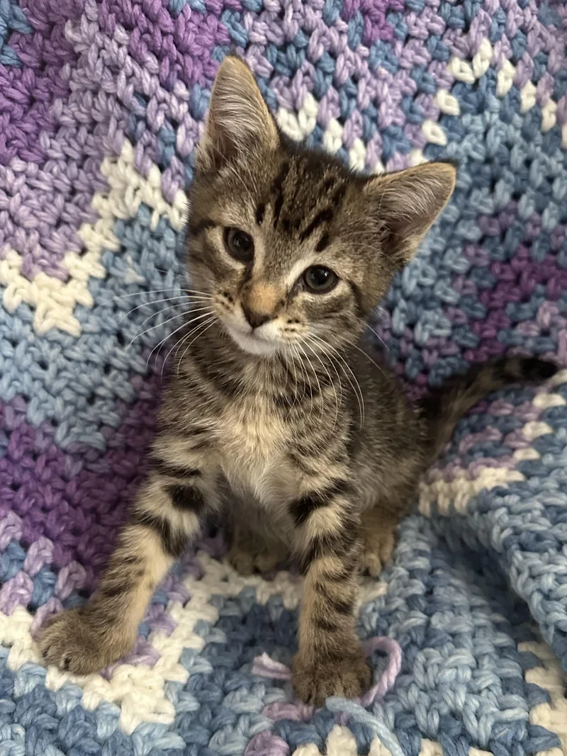 A baby medium-sized male Tabby (Brown / Chocolate) Domestic Short Hair cat named Dragonfly for adoption in Greensboro, NC