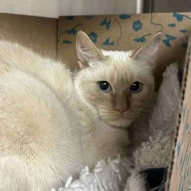 A young medium-sized female Flame Point Domestic Short Hair cat named Creamsicle for adoption in Santa Barbara, CA