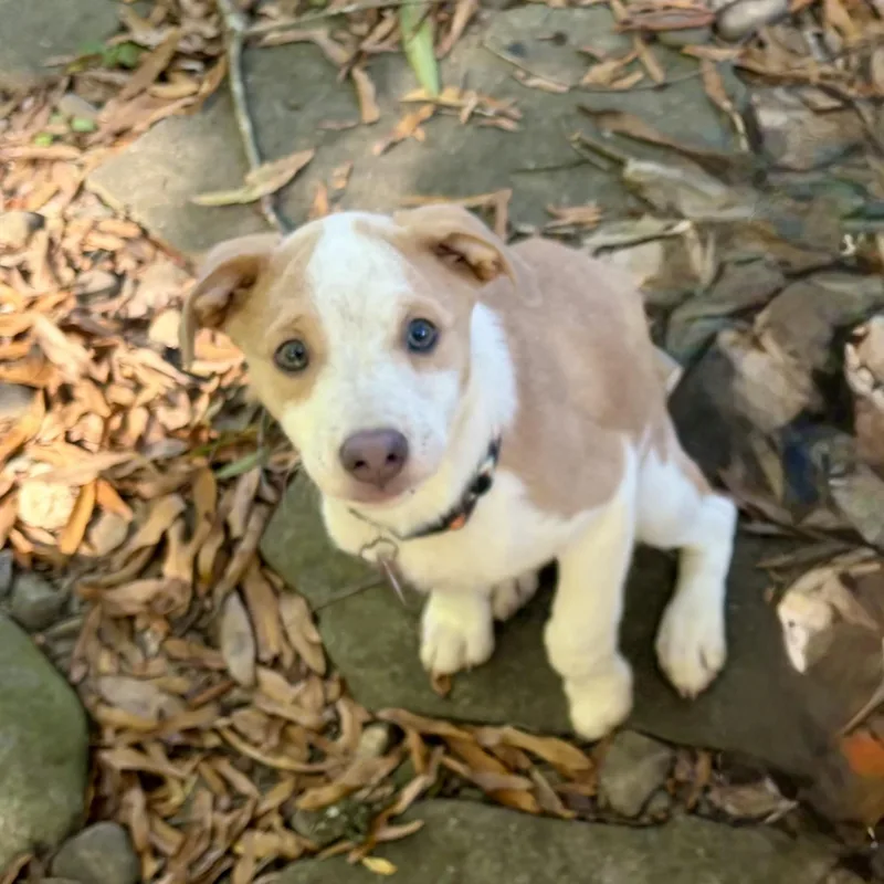 A baby large-sized female Red / Chestnut / Orange Hound dog named Polly for adoption in Greensboro, NC