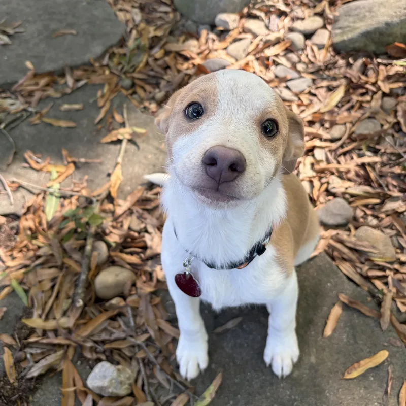 Polly thumbnail 3