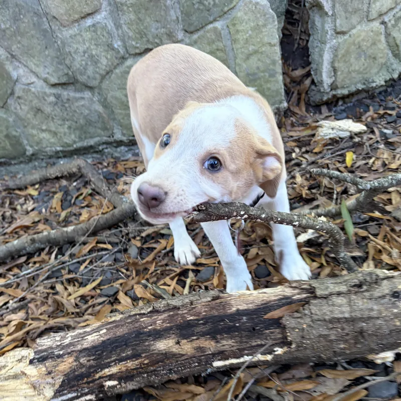 Polly thumbnail 6