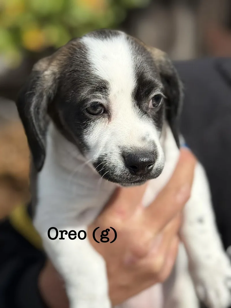 A baby small-sized female Black Beagle dog named Oreo for adoption in Lafayette, CA