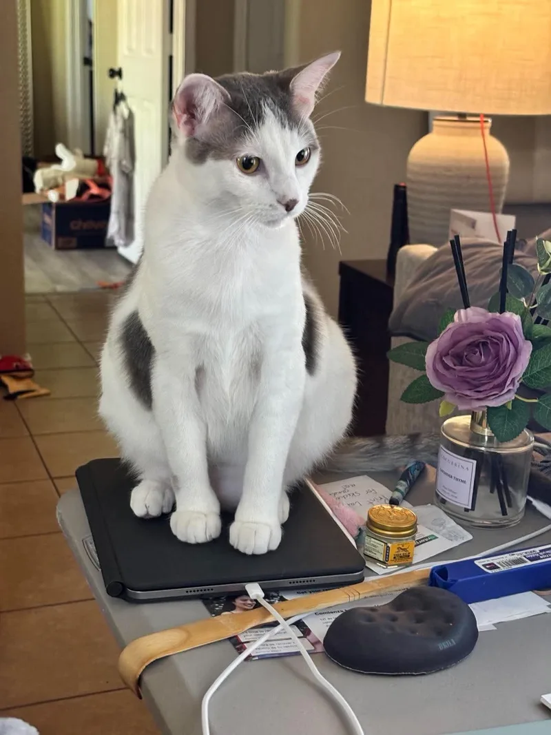 Gracie