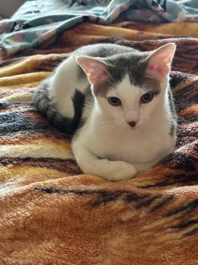 Gracie thumbnail 3