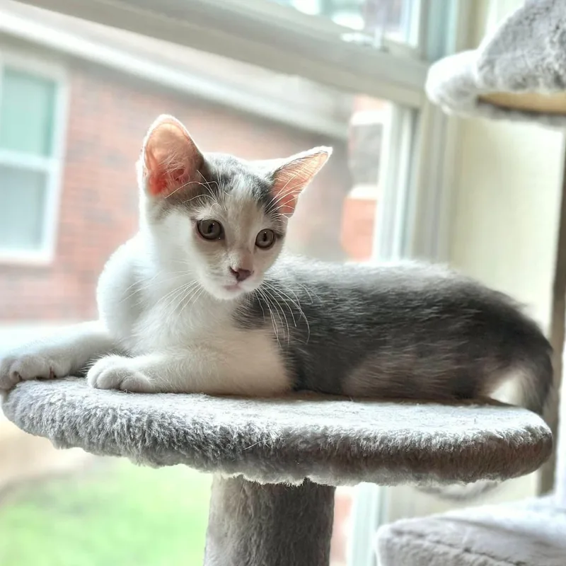 Gracie thumbnail 6
