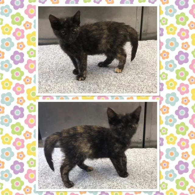 A baby small-sized female Tortoiseshell Domestic Short Hair cat named Tator Tot for adoption in Buckhannon, WV