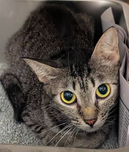 A young medium-sized female Domestic Short Hair cat named Daft Punk for adoption in Fort Lauderdale, FL