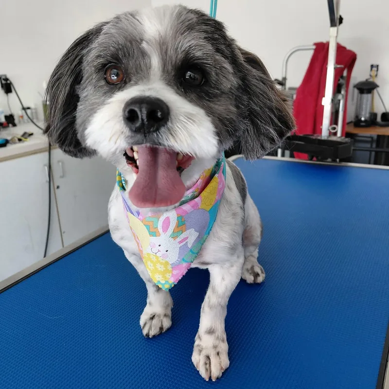 An adult small-sized female Shih Tzu dog named Cali for adoption in Martinez, CA