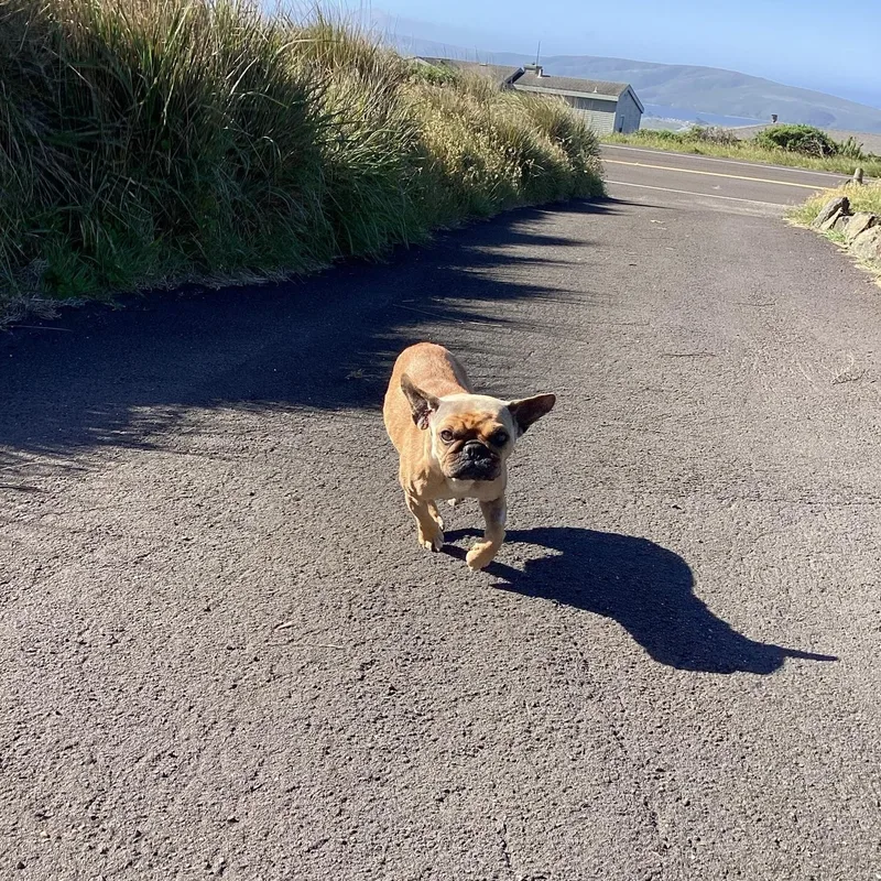 An adult small-sized female Yellow / Tan / Blond / Fawn French Bulldog dog named Lilo for adoption in Santa Rosa, CA