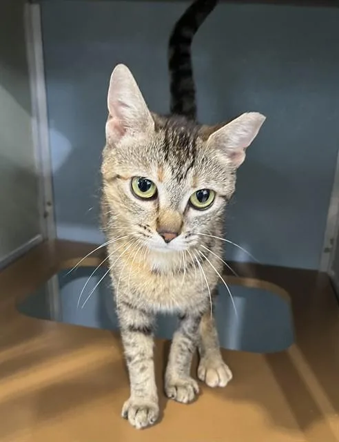 A young small-sized female Domestic Short Hair cat named Kati for adoption in Westminster, MD