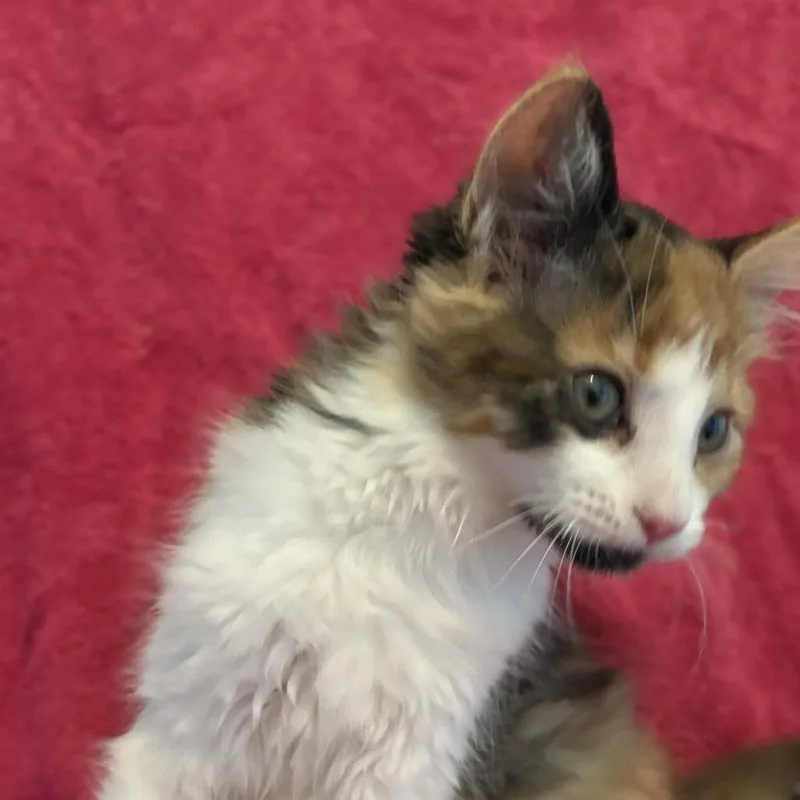 A baby small-sized female Calico Domestic Long Hair cat named Olive Oyl for adoption in West Olive, MI