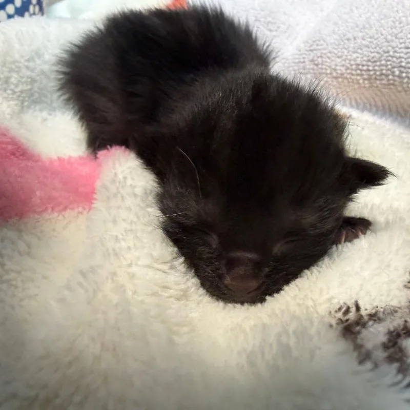 A baby small-sized male Black Domestic Short Hair cat named Wild Biscuits for adoption in Greensboro, NC