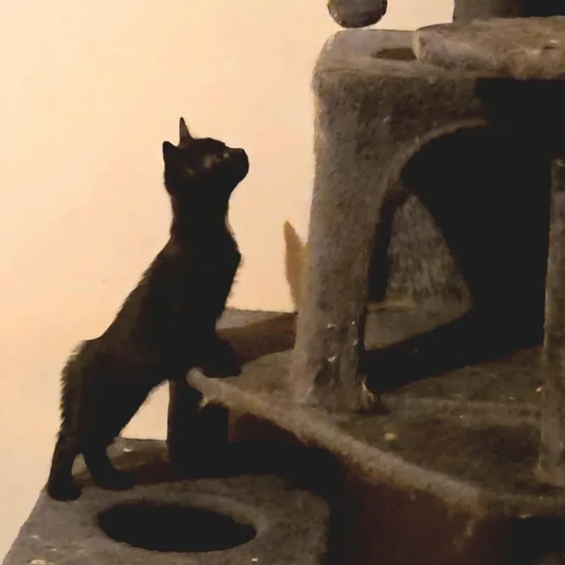 Wild Biscuits thumbnail 2