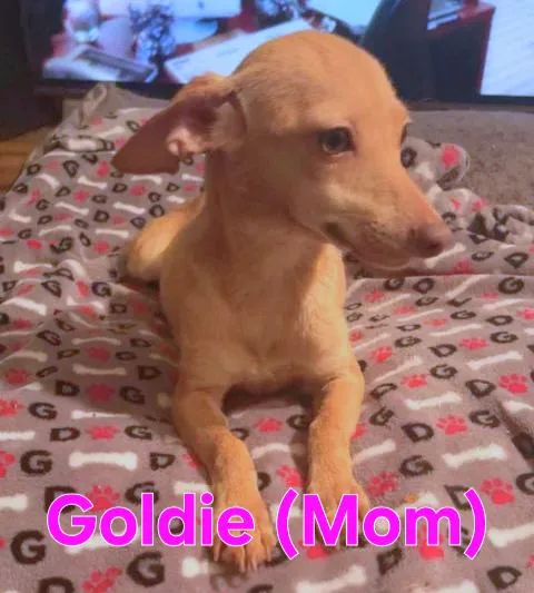 Gia thumbnail 4