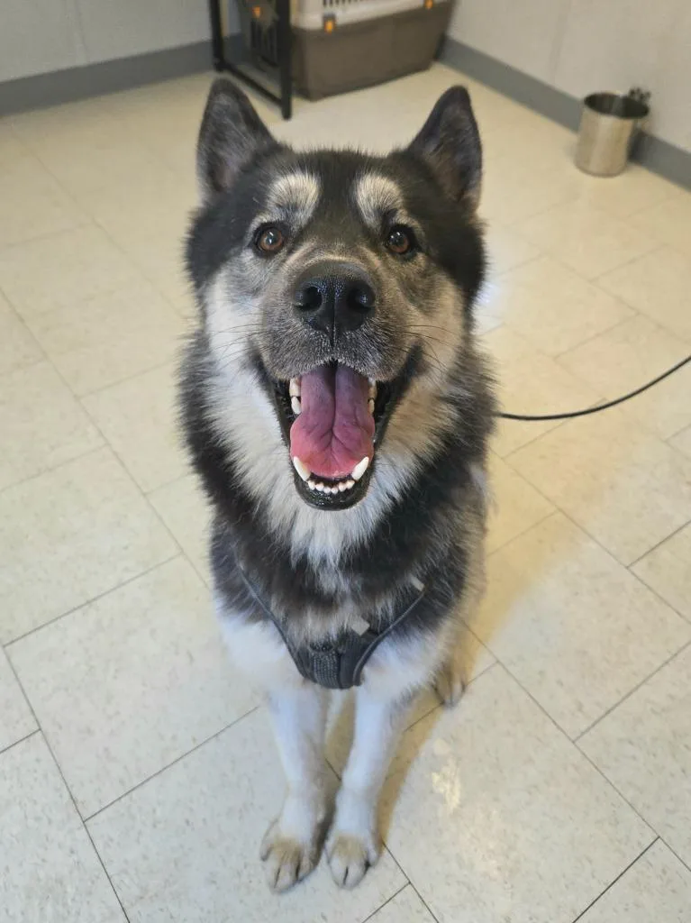A young large-sized male Black Golden Retriever dog named Mani for adoption in Trenton, NJ