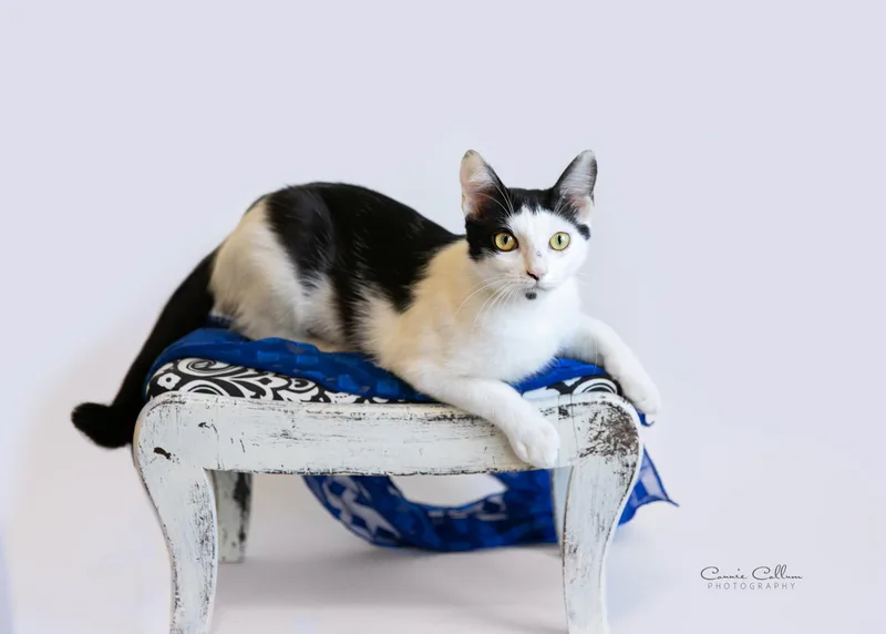 A young medium-sized female Black & White / Tuxedo Domestic Short Hair cat named Weiss for adoption in Homewood, AL