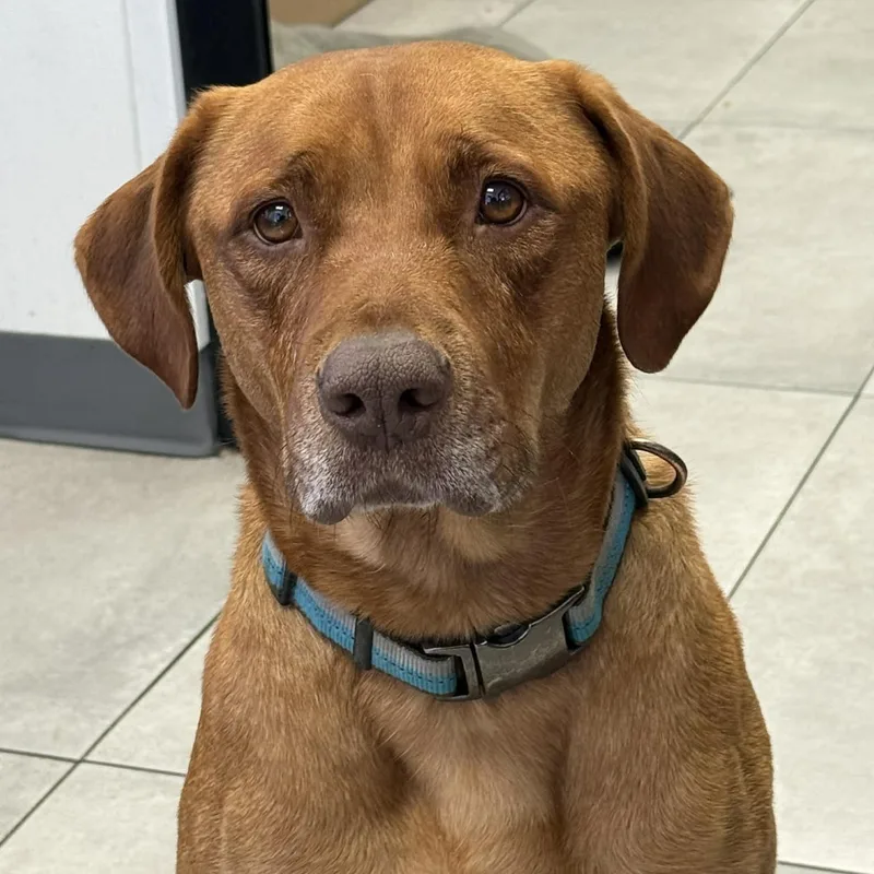 An adult medium-sized male Red / Chestnut / Orange Labrador Retriever dog named Carwash Buddy Lives At for adoption in Kaufman, TX