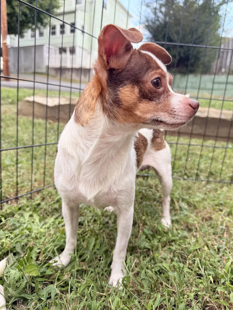 An adult small-sized male Chihuahua dog named Buddy for adoption in Forest, VA
