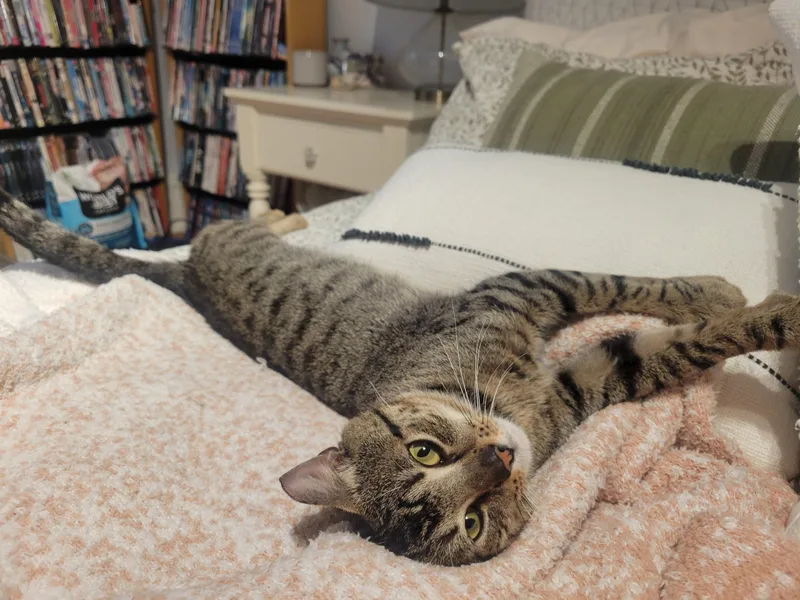 A young medium-sized male Tabby (Buff / Tan / Fawn) Tabby cat named Ricky for adoption in Medford, MA