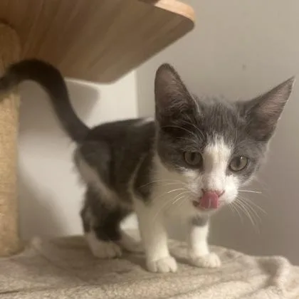 A baby small-sized male Domestic Short Hair cat named Shadoe for adoption in Wilkesboro, NC