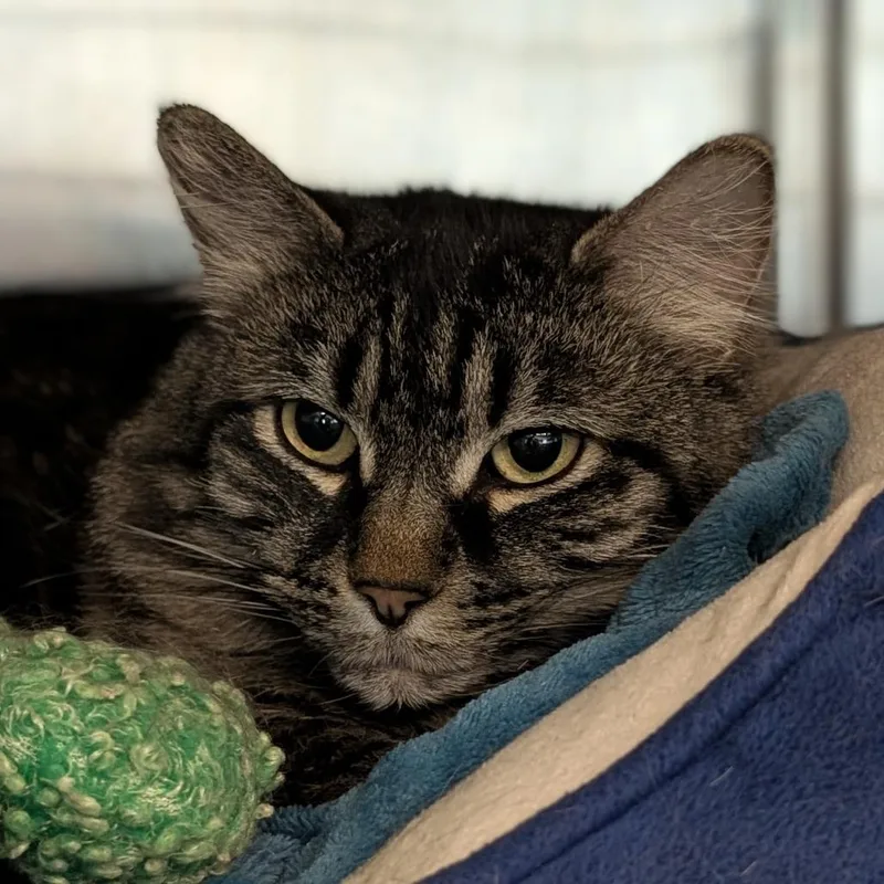 A senior medium-sized female Brown / Chocolate Domestic Long Hair cat named Frankie Momma for adoption in Lakewood, CO