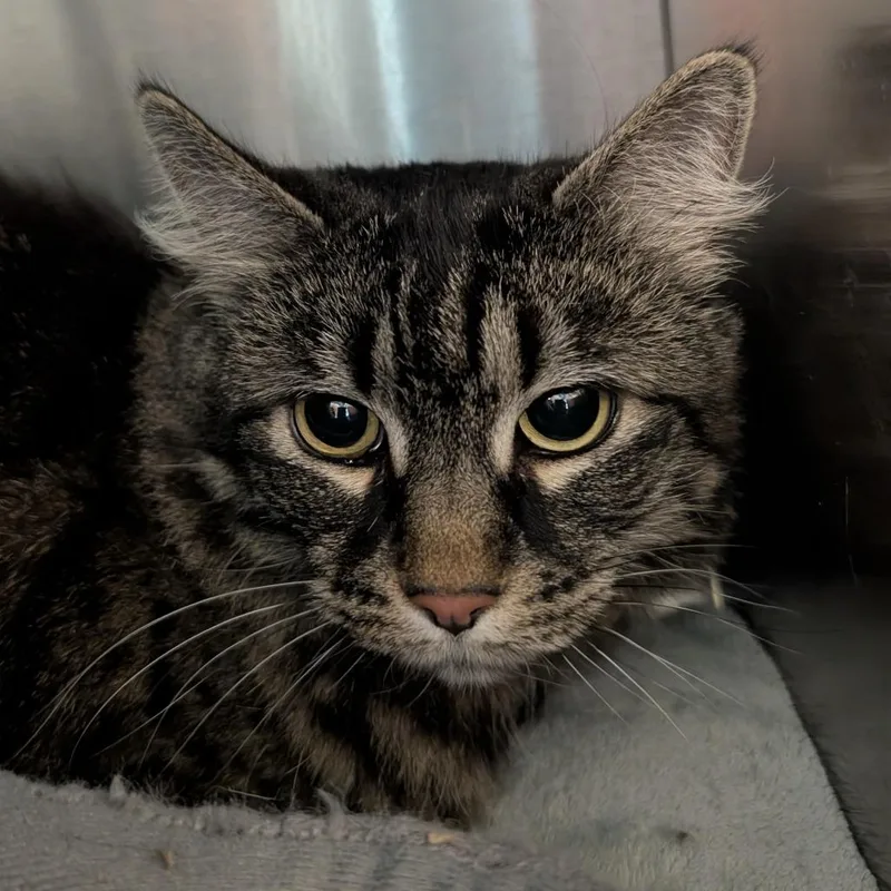 Frankie Momma thumbnail 3