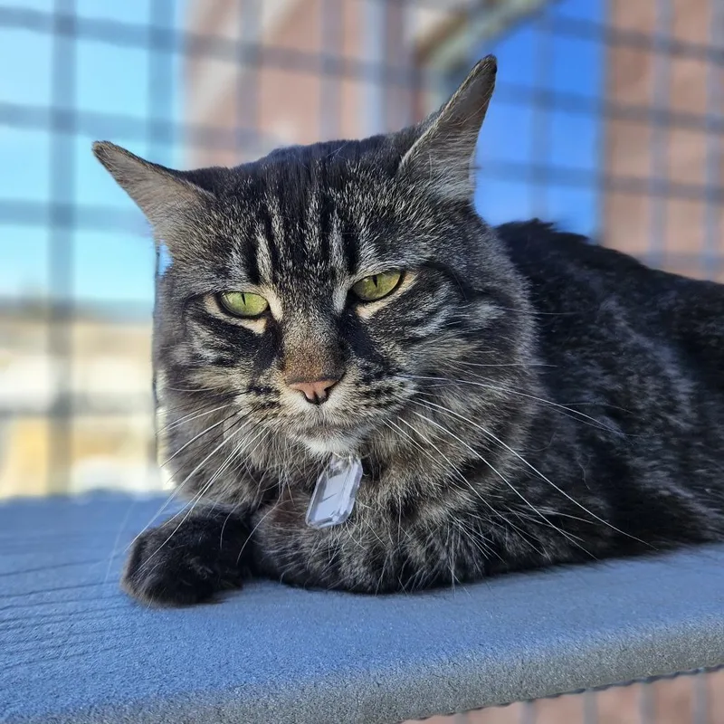 Frankie Momma thumbnail 4