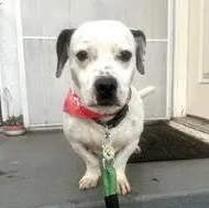 A young medium-sized male White / Cream Dachshund dog named Kevin for adoption in Los Angeles, CA