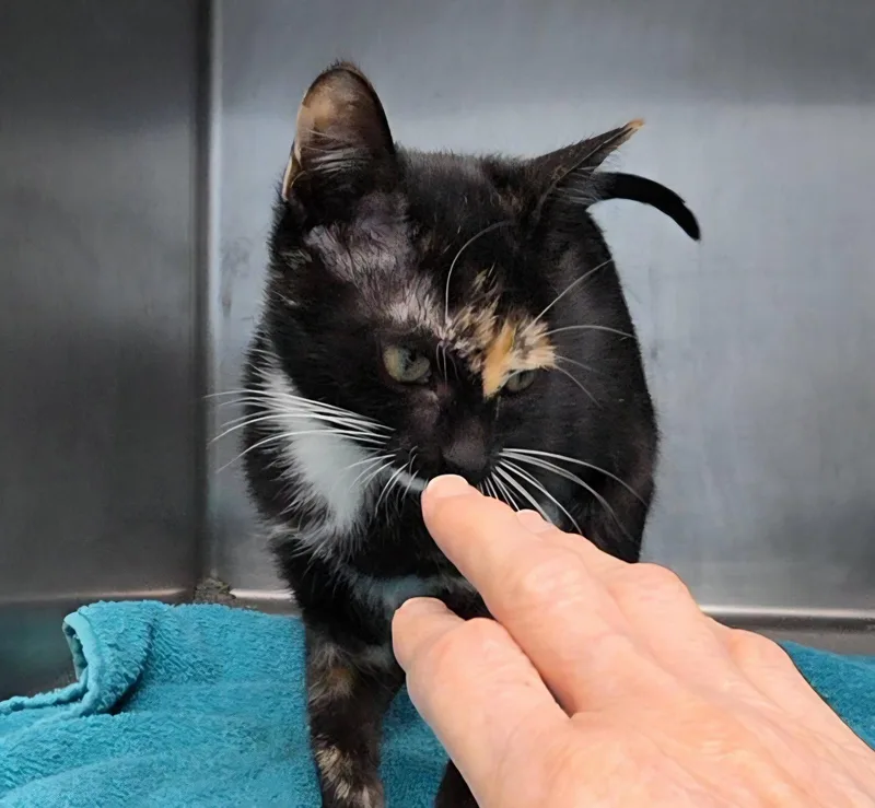 A young medium-sized female Tortoiseshell cat named Sillie for adoption in Magnolia Springs, AL