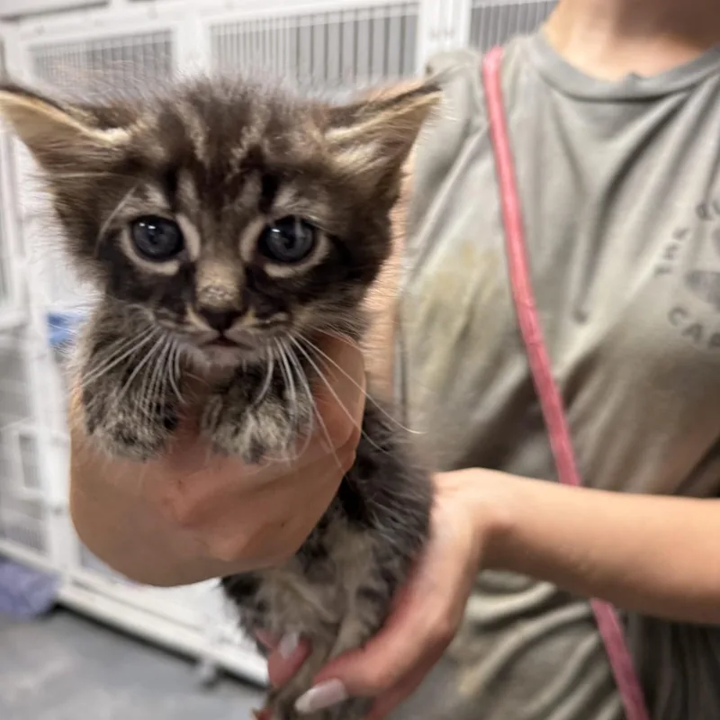 A baby medium-sized male Domestic Medium Hair cat named Starfish for adoption in Columbia, SC