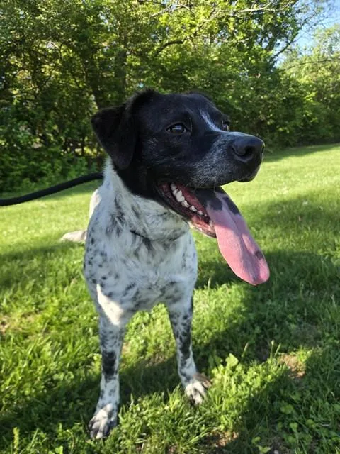 A young medium-sized female Pointer dog named Angel for adoption in Olivette, MO