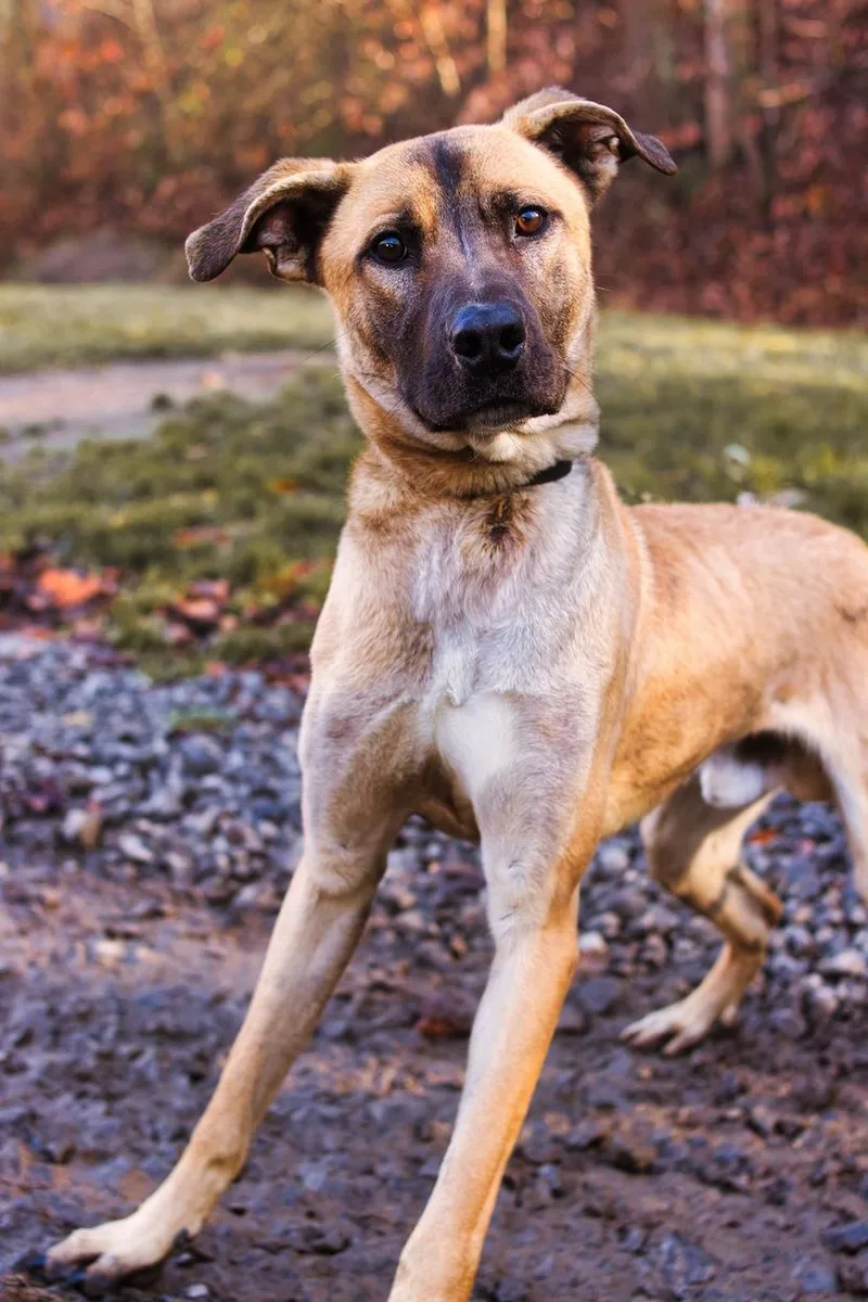 A young large-sized male Golden Shepherd dog named Hawk for adoption in Grafton, WV