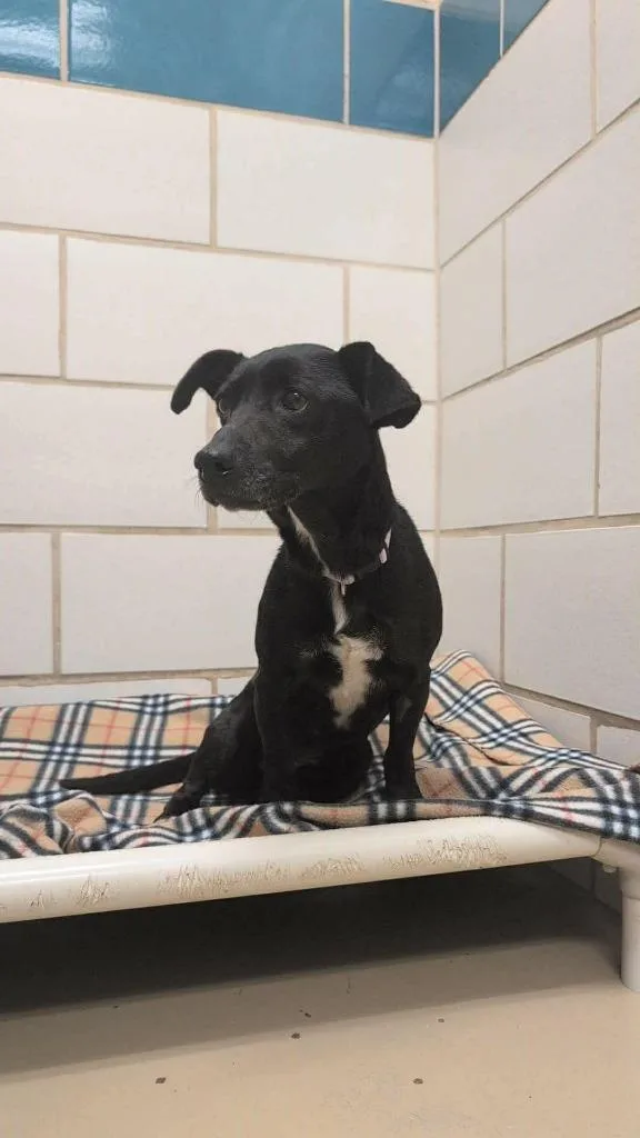An adult medium-sized female Terrier dog named Flower for adoption in Hamilton, OH