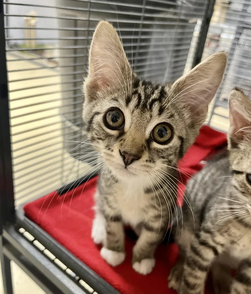 A baby medium-sized male Tabby (Brown / Chocolate) Domestic Short Hair cat named Cecil for adoption in Seville, OH