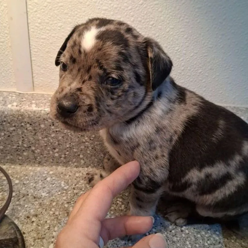 A young medium-sized male Australian Cattle Dog / Blue Heeler dog named Blueberry for adoption in Lake Havasu City, AZ