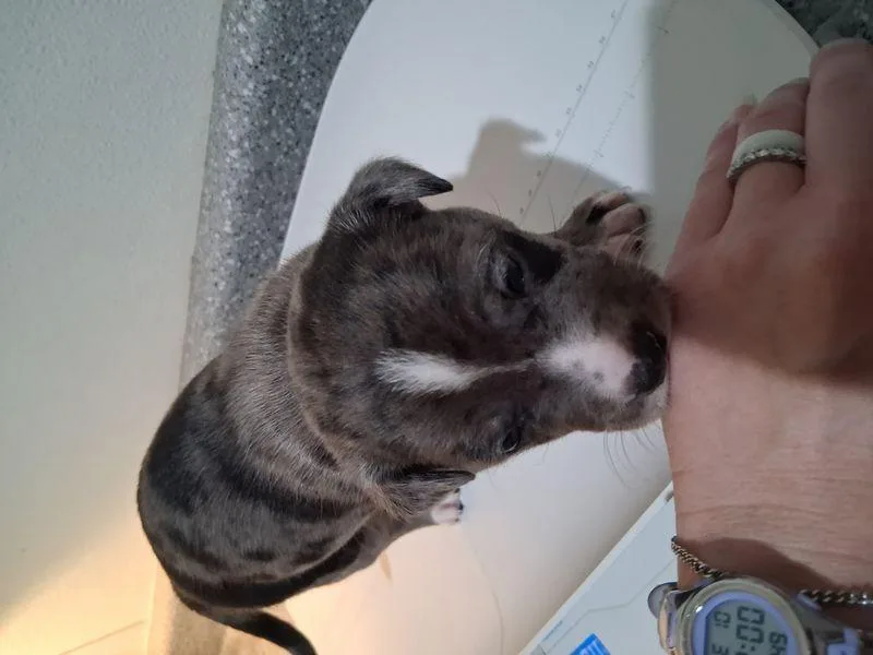Blueberry thumbnail 2