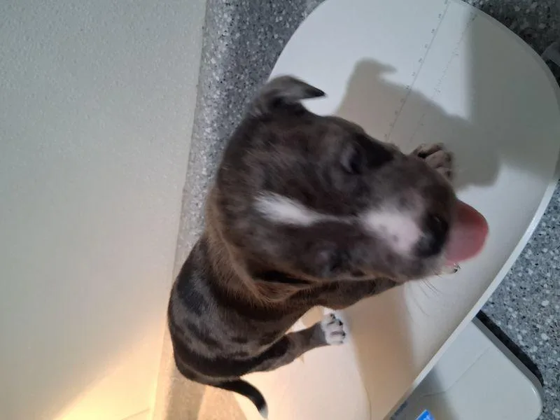 Blueberry thumbnail 3