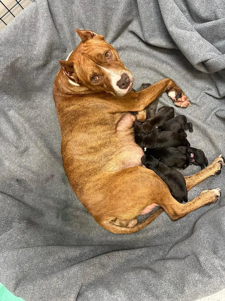 An adult medium-sized female Tricolor (Brown, Black, & White) Mixed Breed dog named Caramel for adoption in Clinton Township, MI