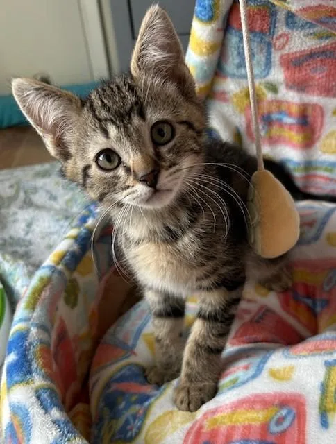 A baby small-sized male Domestic Short Hair cat named Jack for adoption in Santa Cruz, CA