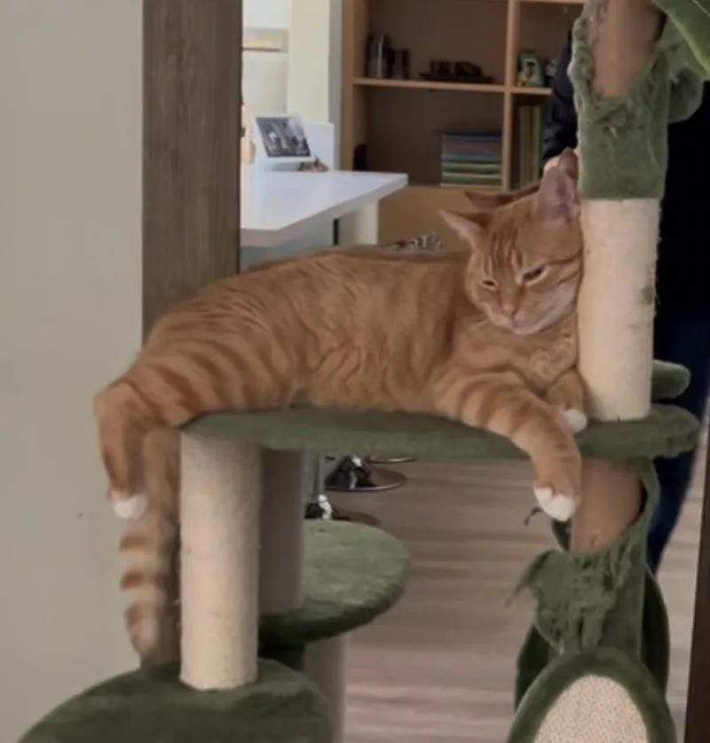 Sam His Dudeness thumbnail 2