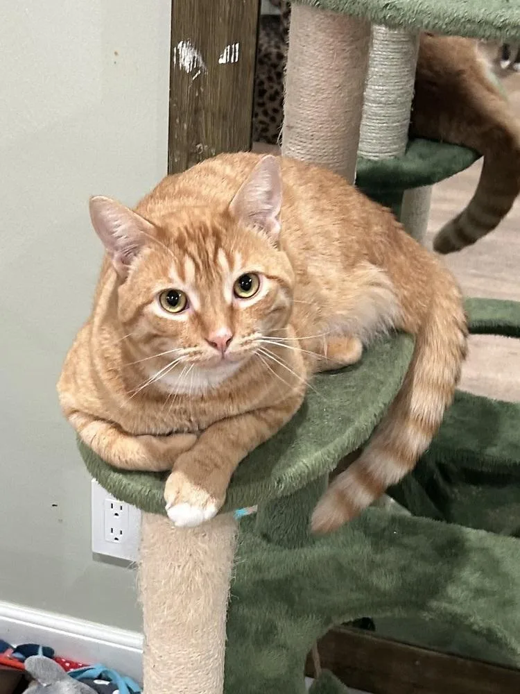 Sam His Dudeness thumbnail 4